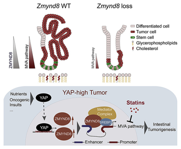 YAP-ZMYND8-MVA信號軸在腸道干細胞穩態及惡性轉化中的作用機制