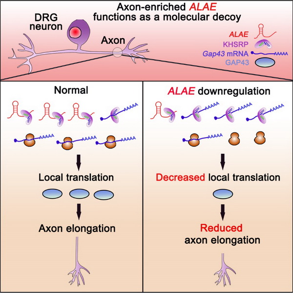 軸突富集lincRNA ALAE通過競爭KHSRP參與調控局部翻譯和軸突生長的分子機制 軸突富集lincRNA ALAE通過競爭KHSRP參與調控局部翻譯和軸突生長的分子機制