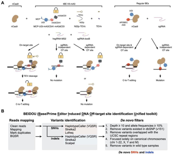 　　（A）tBE作用的原理示意圖。以tBE-V5-mA3為例，其可在靶位點去除dCDI產生高效編輯效果，但在OTss和OTsg位點時由于dCDI的存在可以抑制非靶向突變。（B）BEIDOU計算分析流程評估堿基編輯的潛在全基因組水平脫靶