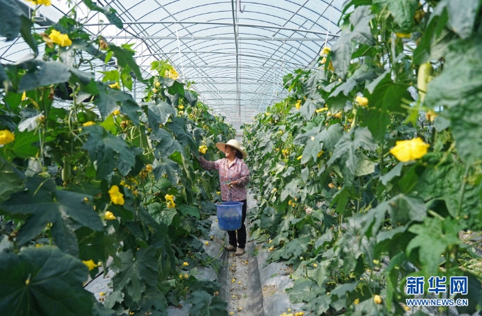 　　△村民在位于江西省于都縣梓山鎮潭頭村的果蔬種植基地工作（4月29日攝）。新華社記者 萬象 攝