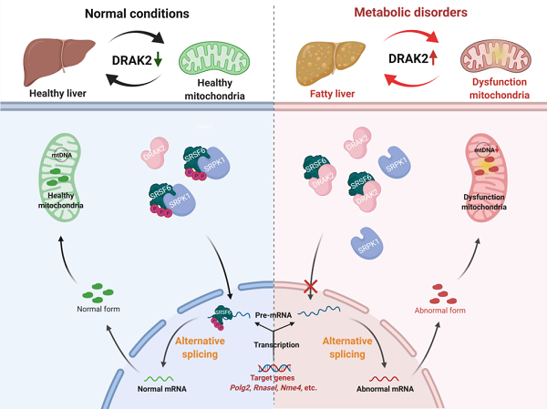 DRAK2-SRSF6介導非酒精性脂肪肝炎的分子機制 DRAK2-SRSF6介導非酒精性脂肪肝炎的分子機制