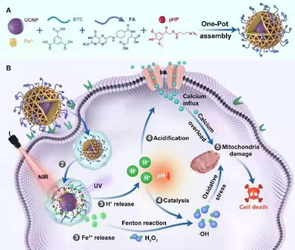 　（A）抗腫瘤納米制劑的構建